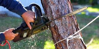 Best Tree and Shrub Care  in Wrightsville, PA