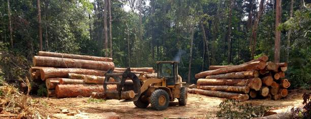 Best Tree Maintenance Programs  in Wrightsville, PA