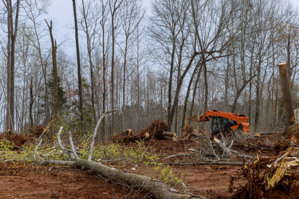 How Our Tree Care Process Works  in  Wrightsville, PA